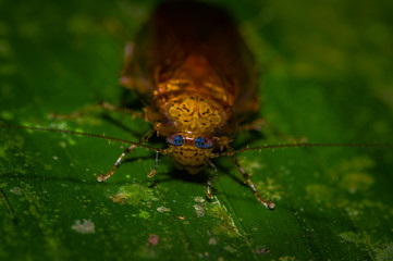 Cockroaches from the equatorial humid equatorial rain forest of South America. Dictyoptera, Blattoptera, Blattodea from Amazon, Cuyabeno Ecuador