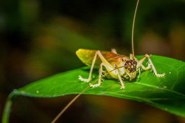Colorful Grasshopper sitting over green leafs, in Cuyabeno National Park, in Ecuador