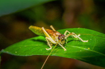 Colorful Grasshopper sitting over green leafs, in Cuyabeno National Park, in Ecuador