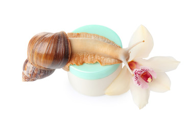 Giant Achatina snail and cosmetic product on white background