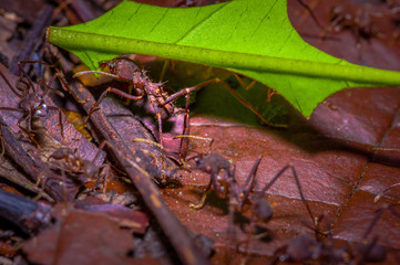 Small red ants cutting tree leafs, on the ground inside the forest in Cuyabeno National Park, in Ecuador