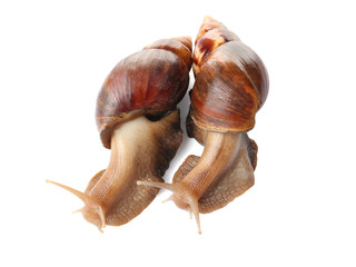 Giant Achatina snails on white background