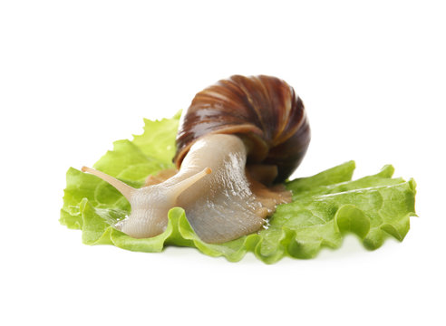 Giant Achatina snail and leaf of lettuce on white background
