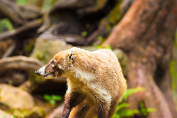 Coati at Tepoztlan