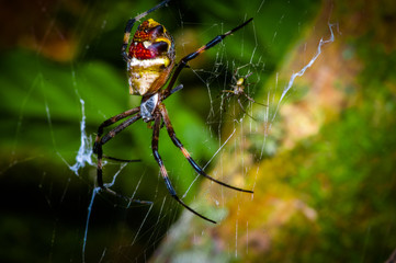 Colorful spider inside of the Cuyabeno National Park, in Ecuador