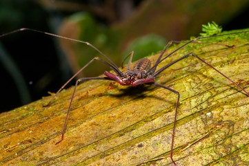 Whip Scorpion posing over a dry trunk, whip Scorpion amblypygi inside of the forest in Cuyabeno National Park, in Ecuador