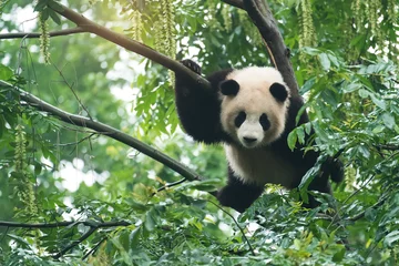Foto auf Acrylglas Panda Riesenpandababy über dem Baum.