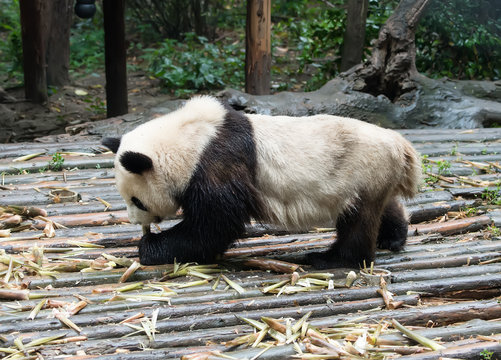 Fototapeta giant panda eating bamboo