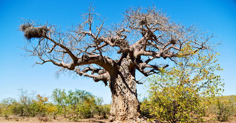    in south africa   street and baobab