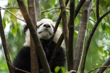 Crédence de cuisine en verre imprimé Panda Bébé panda géant au-dessus de l& 39 arbre.