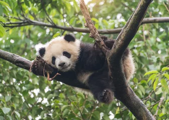 Fotobehang Panda Reuzenpandababy over de boom.