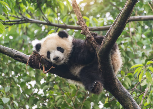Giant Panda Baby Over The Tree.