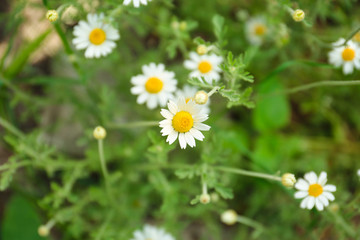 Fototapeta premium Beautiful chamomile flowers in field, closeup