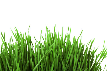 Fresh green grass on white background