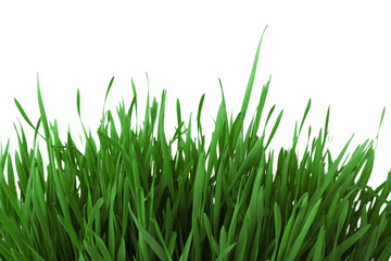 Fresh green grass on white background