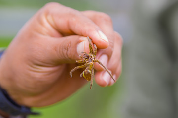 Hand holding rest of a small bug exoskeleton after transforming, inside of the amazon rainforest in Cuyabeno National Park, in Ecuador