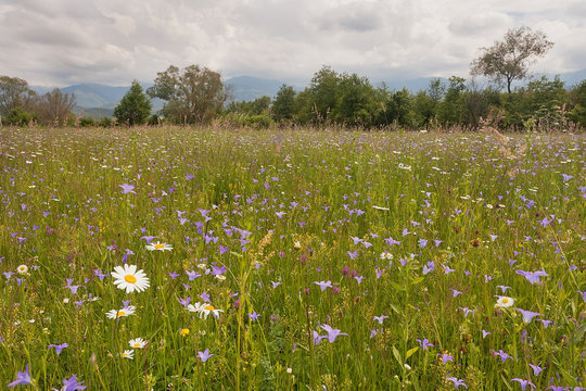 Wild flowers in the Carpathian Mountains Romania 