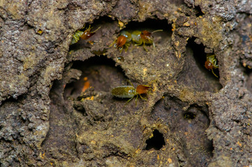 Termites insects in colony over wood inside of the amazon rainforest in Cuyabeno National Park, in...