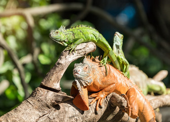 Green lizard standing on tree