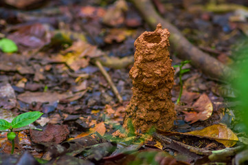 Wasp nest hole in underground, inside of the amazon rainforest in Cuyabeno National Park, in Ecuador