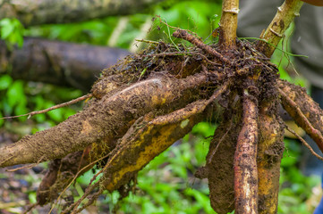 Root of yucca plant, inside of the amazon forest in Cuyabeno, Ecuador