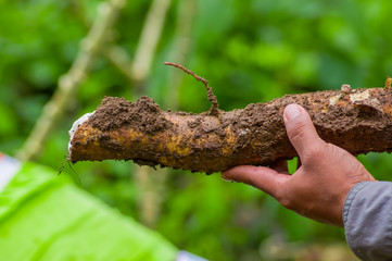 A man holding a root of yucca plant, inside of the amazon forest in Cuyabeno, Ecuador