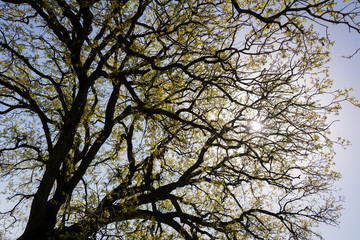 Alonei Abba nature reserve at Spring