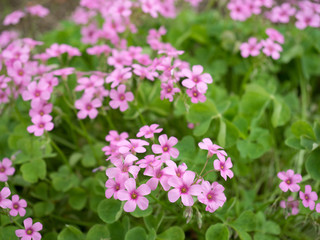 ムラサキカタバミ