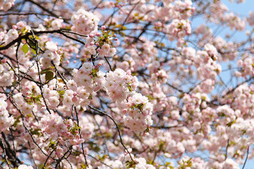 Beautiful cherry blossom , pink sakura flower blooming and soft focus background of sakura on natural blue sky background.