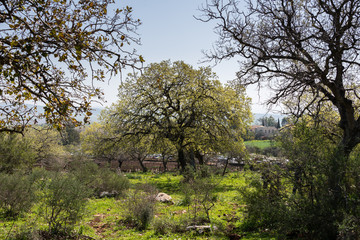 Alonei Abba nature reserve at Spring