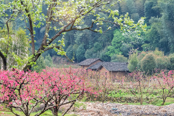  flowers of peach tree and country house on background in spring rain in village of china