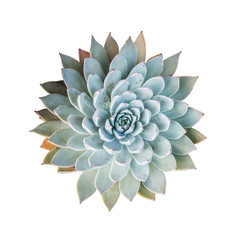 succulent plant isolated on white