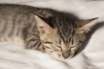 ねこ