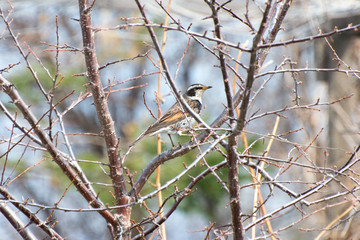 Migratory birds flew to the far east of Russia.