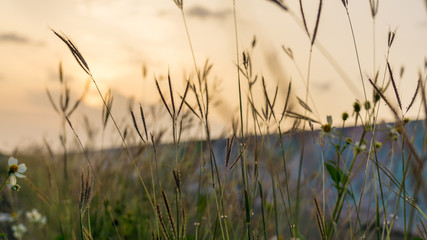 沖縄の堤防に自生する雑草チガヤ