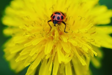 Lady bug on a dandelion