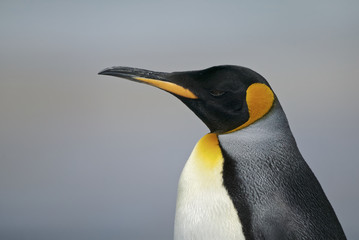 King Penguin (Aptenodytes patagonicus)