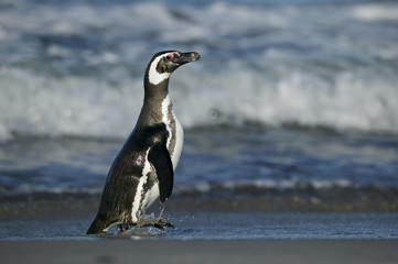 Magellanic Penguin (Spheniscus magellanicus) on a beach by the surf