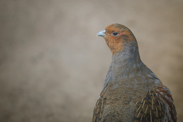 grey partridge