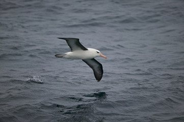 Black-browed Albatross (Thalassarche melanophris)