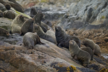 South American Fur Seal (Arctocephalus australis), , Beagle Channel, Ushuaia, Tierra de Fuego, South America, Argentina. - 160079167