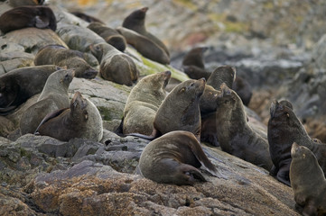 South American Fur Seal (Arctocephalus australis), , Beagle Channel, Ushuaia, Tierra de Fuego, South America, Argentina.