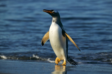 Gentoo Penguin (Pygoscelis papua)
