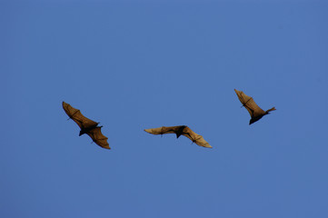 flying bat © antonihalim