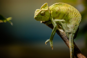chameleon © Александр Денисюк