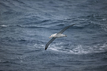 Diomedea exulans, Wandering Albatross (Diomedea exulans)