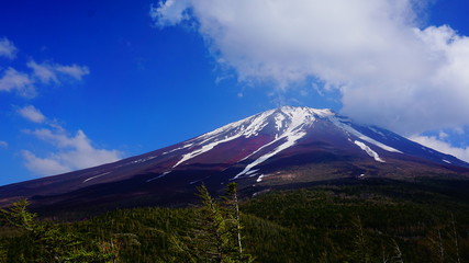 Fototapeta premium Mt.Fuji