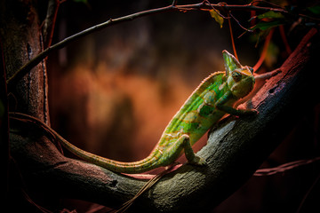 chameleon
