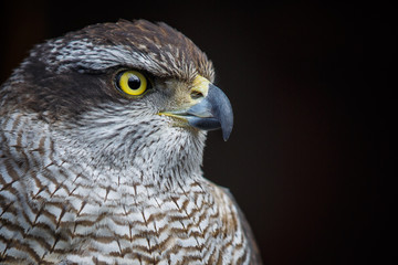 goshawk