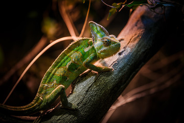 chameleon